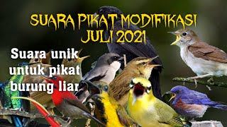 Download lagu Khusus PEMIKAT Pake Suara BURUNG RIBUT ini,Terbukti AMPUH mp3