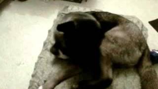 Here She Comes by The Beach Boys