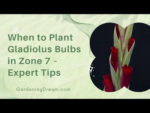 When to Plant Gladiolus Bulbs in Zone 7 – Expert Tips!