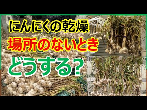 ニンニクの乾燥、ここに注意が必要です 植物