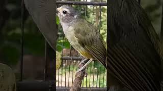 Download lagu SUARA BURUNG OPIOR JAWA JANTAN GACOR mp3