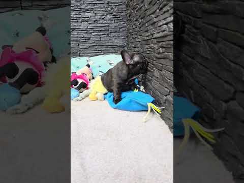 Video 2