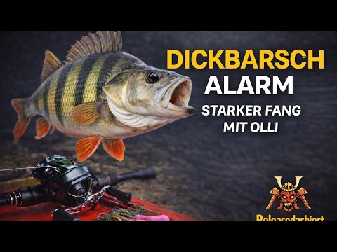 Dickbarsch-Alarm am Spot | Starke Barsch-Session mit Olli 🎣