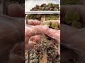 Lithops - Stone plants | 多肉植物 | 다육이들 | Suculentas