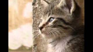 Necesitas Amor - Cristian Castro (clip personalizado)