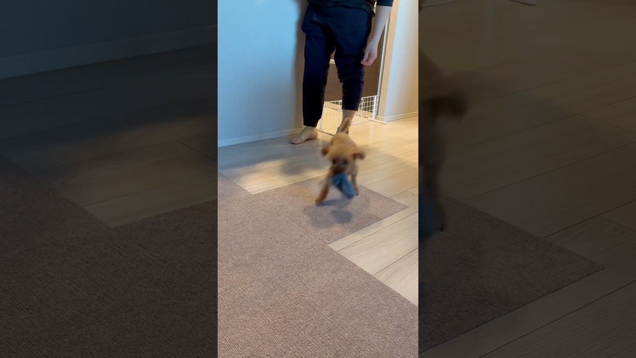 爆笑🤣飼い主の靴下強奪犬 #トイプードル #shortvideo #shorts #short #puppy #japan #おもしろ #dog #癒し #かわいい #cute
