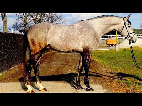 *YOUNG PROSPECT*CABI, 2017, gelding, by Caesar (Colman)