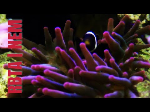 BUBBLE TIP ANEMONE CARE GUIDE FOR BEGINNER | WHAT YOU NEED TO KNOW BEFORE BUYING