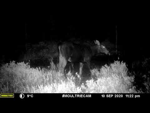 New Brunswick Moose Cow  September 10th 2020 @ 1122  PM