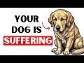 You’re Slowly Hurting Your Dog Without Knowing