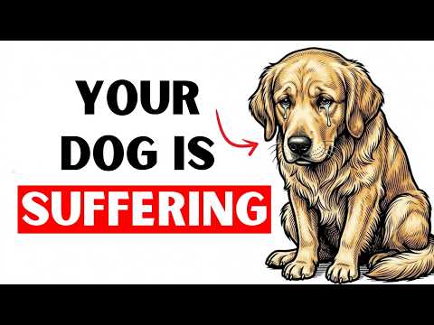 You’re Slowly Hurting Your Dog Without Knowing