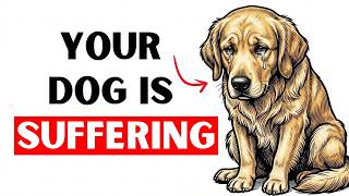 You’re Slowly Hurting Your Dog Without Knowing