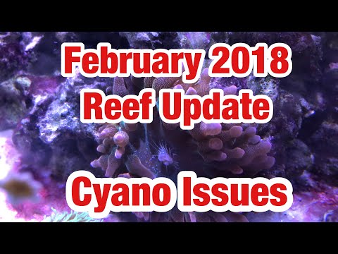 February 2018 Reef Tank Update | Red Sea Reefer 350 | Triton Method