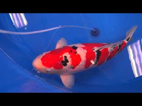 Mature Champion 2016 All Japan Koi  Show