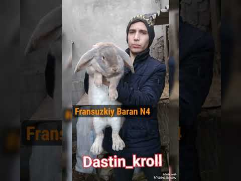 TOP 5 TA GIGANT QUYON ZOTLARI. ТОП 5 ПОРОДА ГИГАНТ КРОЛИКИ