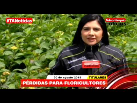 Titulares De Teleantioquia Noticias - Domingo 30 De Agosto De 2015 | Teleantioquia Noticias