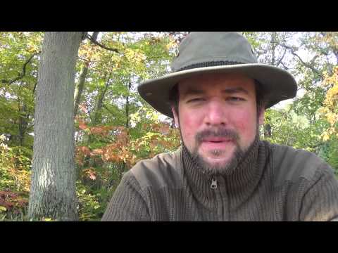 Die Erle / Schwarzerle ☆ Baumwissen