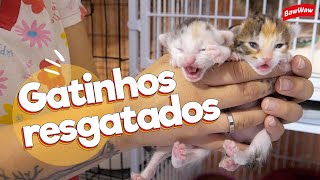 Visitamos uma ONG que cuida de gatos especiais! | Baw Waw Social @moradoresderuaeseuscaesmrs868​