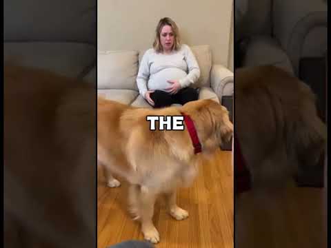 This Dog Attacked His Pregnant Owner for 3 Days—Then He Heard the Siren 🐶