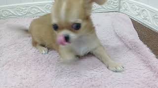 チワワ（ロング）の動画01