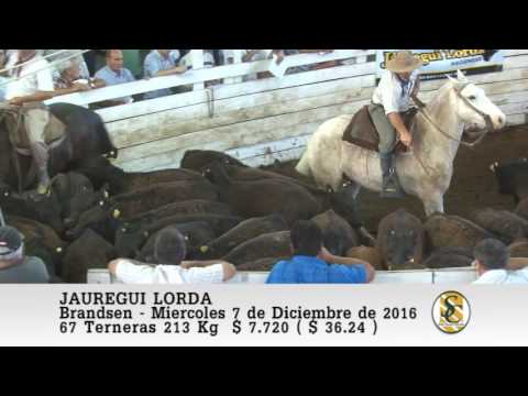 07-12-16 Venta de Terneras - Jauregui Lorda - Brandsen.