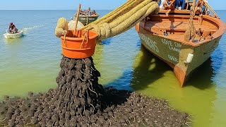 Eles erradicaram todos os ratos da ilha... Um ano depois, todos ficaram chocados