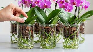 After discovering this method, I never lost an orchid again.