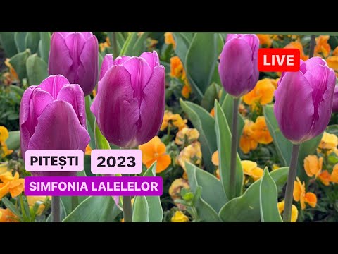 🔴LIVE din PITEȘTI - SIMFONIA LALELELOR 2023!