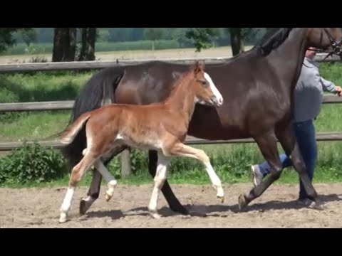 *2022 Hengst von Sezuan's Donnerhall - Linton SOLD!!!