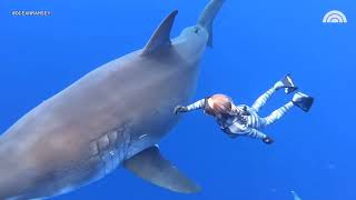 Die Toten Hosen - Viva la Revolution (Circus Animal Trainer&#39;s Clip)