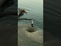 Jindagi Ki Talash Mein Ham Maut Ke Kitne Pass Aa Gaye WhatsApp Status Full Screen Jindgi Viral