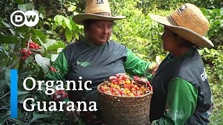 Organic Guaraná in Brazil: Indigenous peoples show the way | Global Ideas