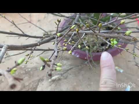 How to handle apricot buds that have not yet opened their silk shells and keep them from spoiling...