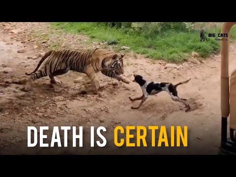 Tiger T120 killed a dog in Ranthambhore national park | Big Cats Adventures