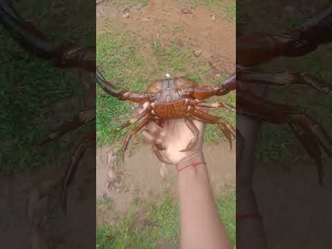 #crab #khekda #crb #viralvideo #viral