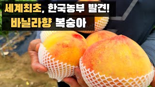 세계최초! 한국 농부가 발견한 바닐라향 복숭아