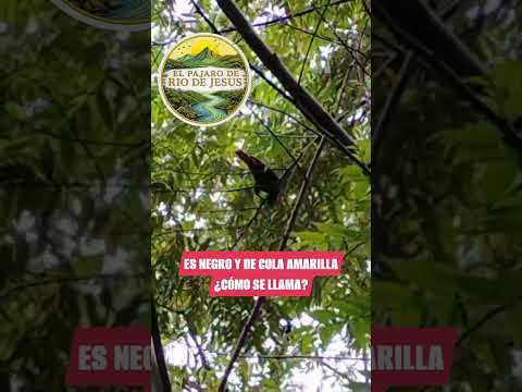 #elpajaro #riodejesus #veraguas #Panamá #Centroamérica