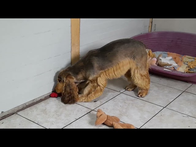 English Cocker Spaniel puppy for sale