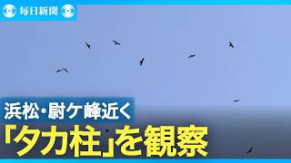 鳥が群れで旋回しながら上昇「タカ柱」　越冬で東南アジアへ
