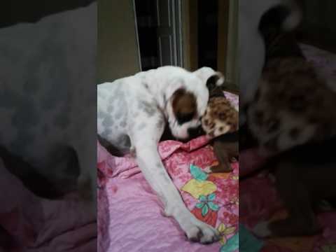 india y su hermanita nueva alfonsa