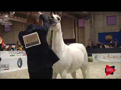 N.189 AL INAYA - Verona 2017 - 7-9 Years Old Mares (Class 8)