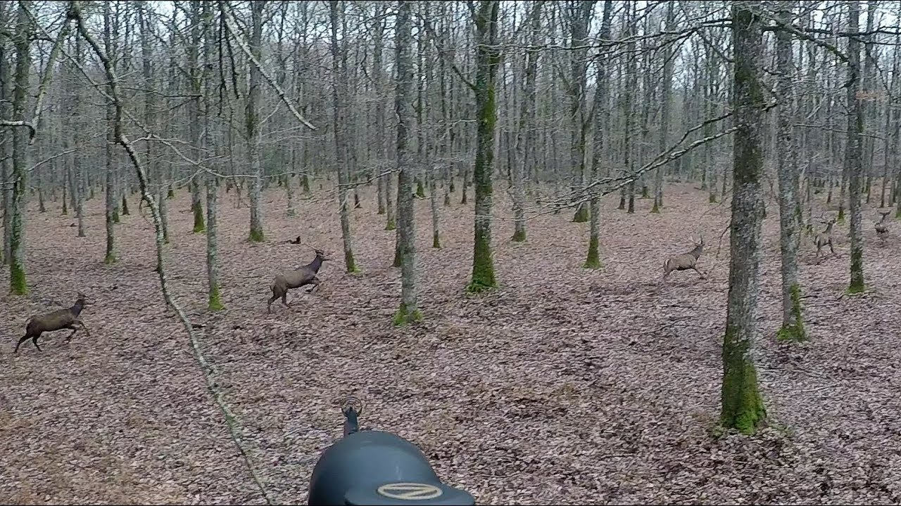 Chasse Cerfs, Biches, Sangliers, Chevreuils et Renards / Best Of Saison 2017-2018