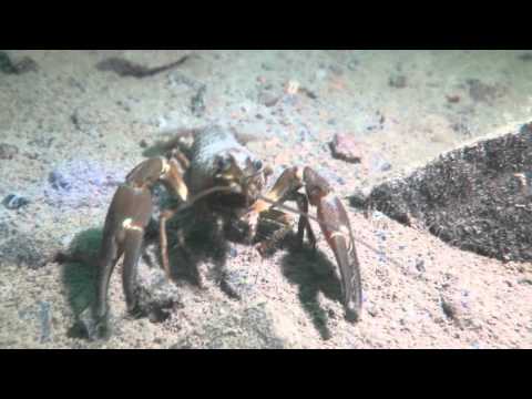 Söndagsdyk Örkelljunga 150913