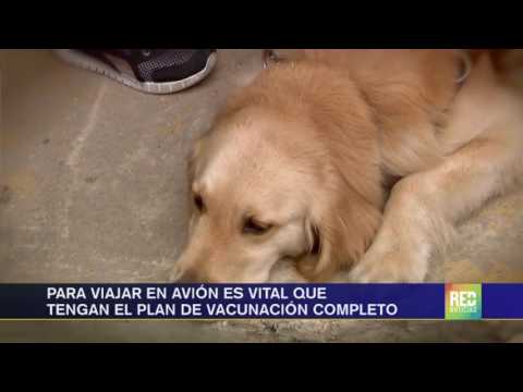 Los perros de menos de 10 kilos  pueden viajar en cabina con sus dueños