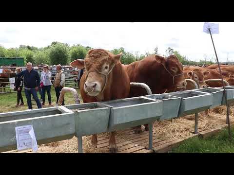 Feria ganadera de San Isidro en Lumbrales