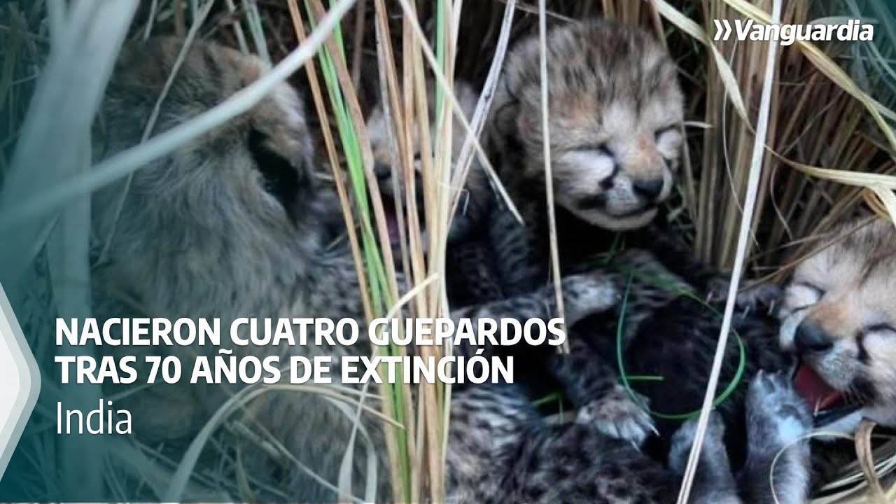 youtube video id=Tbdd_naoWjs