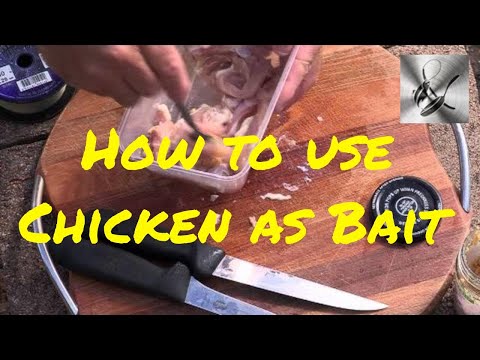 How to use Chicken as bait | The Hook and The Cook