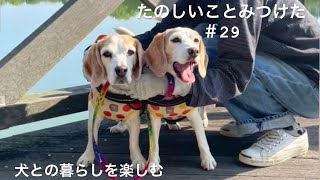 【犬との暮らしのvlog】スモークツリーのリース／ペットカメラ（Tapo）／スノーボールクッキーとサフランチャイ／お誕生日おめでとう！／ビーグル