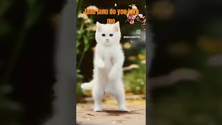 Download lagu janu janu do you love me❤❤❤Cute cat#shortvideo mp3