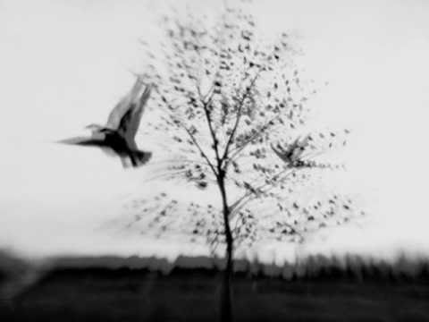 Too Many Birds, Bill Callahan